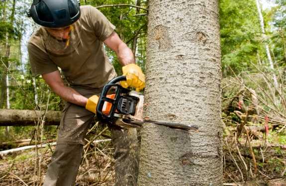 Tree Cutting Service Monterey Park thumbnail